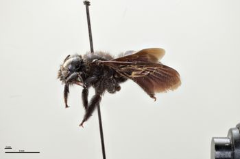 Media type: image;   Entomology 810666 Aspect: habitus lateral view